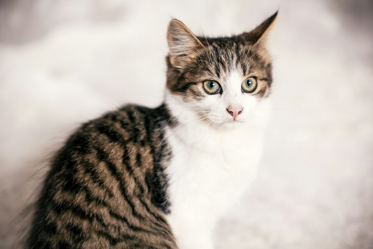 Kedimi Kedi Oteline Bırakırken Nelere Dikkat Etmeliyim?